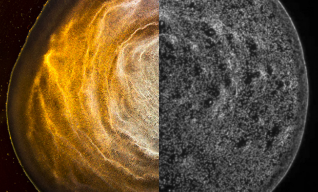 Виски вдохновил физиков на новую методику создания покрытий