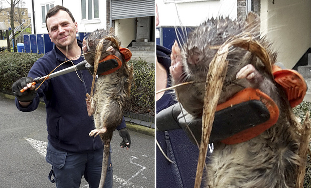 В Лондоне на детской площадке обнаружили метровую крысу весом 11 кг