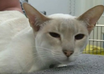 Британскую кошку по ошибке отправили посылкой. Она “шла” 8 дней…