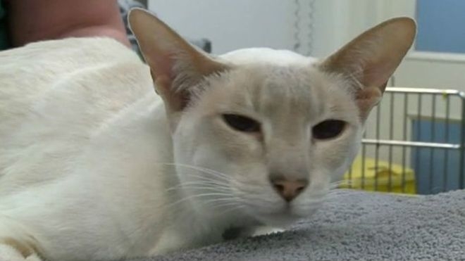 Британскую кошку по ошибке отправили посылкой. Она “шла” 8 дней…