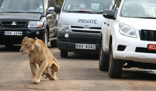 В Найроби черногривый лев выбрался из-за заграждения и напал на человека