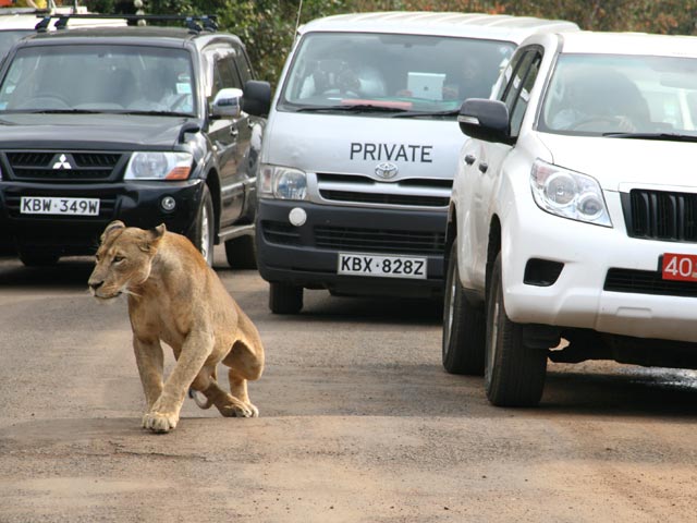 В Найроби черногривый лев выбрался из-за заграждения и напал на человека 1