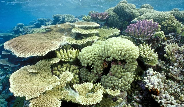В северной части Большого Барьерного рифа 95% кораллов оказались на грани исчезновения