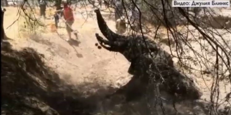 В Кении провели спецоперацию по спасению слона, упавшего в пересохший колодец