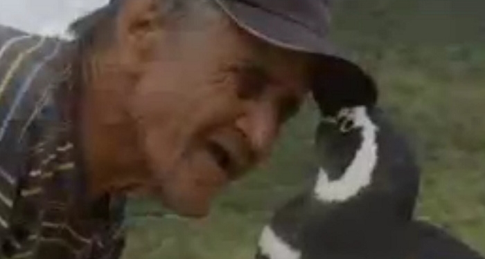 Невероятная история дружбы человека и спасенного им пингвина