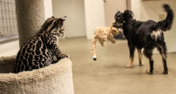 Редчайший случай. Осиротевших детенышей гепарда “усыновила” собака