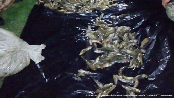 Удирая от пограничников, рыбные браконьеры спрятались на базе отдыха в Запорожской области