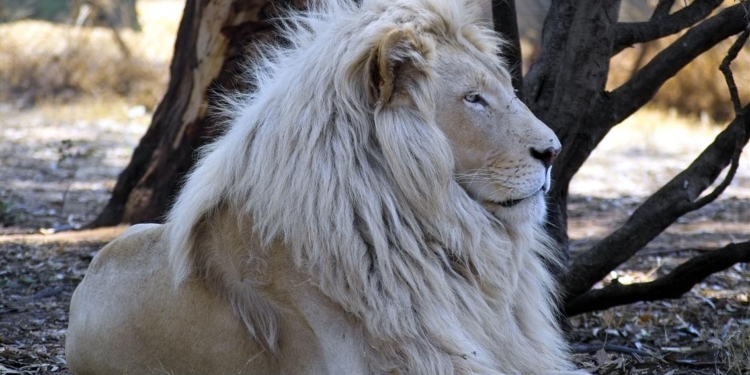 Из цирка “Кобзов” в Запорожье сбежал белый лев. Горожан просят не бояться – он “дружелюбный”