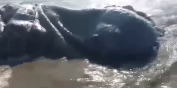 На берег Мексики вынесло морского монстра