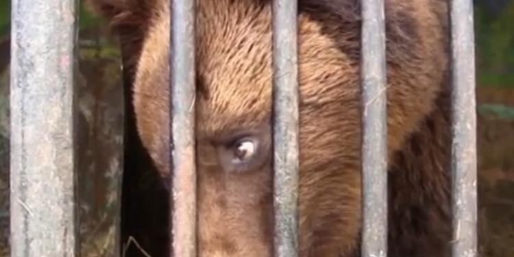 Медвежата ищут дом. Как в Луцке спасли брошенных медведей