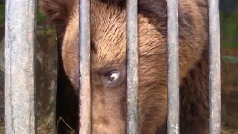 Медвежата ищут дом. Как в Луцке спасли брошенных медведей 1