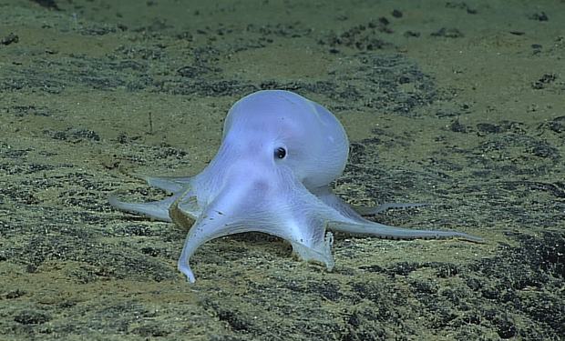 Ученые обнаружили «призрачного» осьминога на рекордной глубине