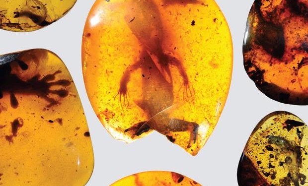 Палеонтологи нашли в янтаре древнейшего хамелеона