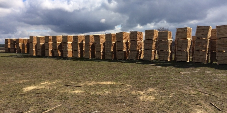 Правоохранители заблокировали экспорт древесины стоимостью 40 миллионов