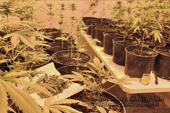 В Луцке на территории больницы мужчина выращивал коноплю – говорит, она ему от эпилепсии помогает
