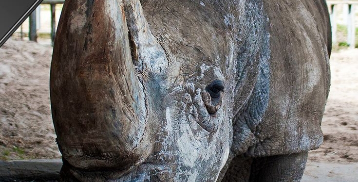 В киевском зоопарке умерла старейшая самка носорога в Европе
