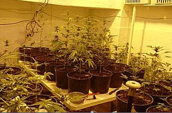 В Луцке в психбольнице устроили теплицу для выращивания конопли. Прямо в кабинете