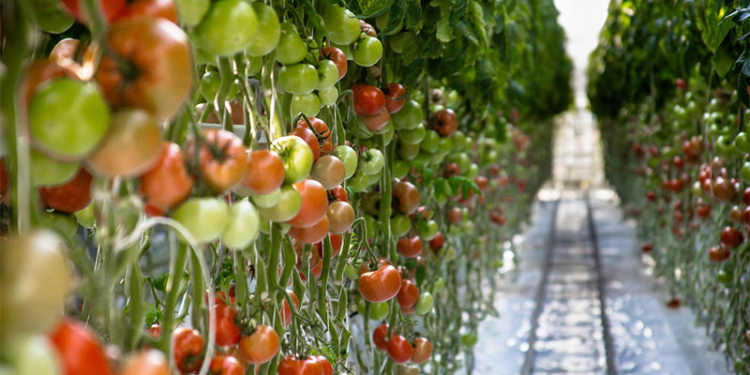 Весной в Украине ожидают кризис перепроизводства тепличных овощей