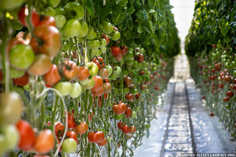 Весной в Украине ожидают кризис перепроизводства тепличных овощей 1