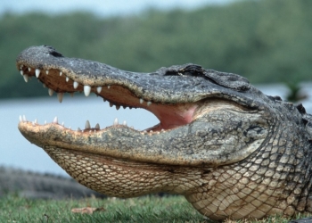 В США 3-метровый аллигатор забрался в бассейн частного дома