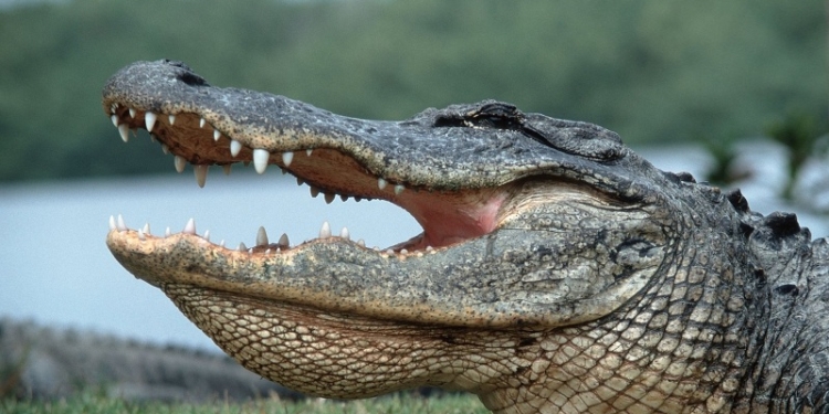 В США 3-метровый аллигатор забрался в бассейн частного дома