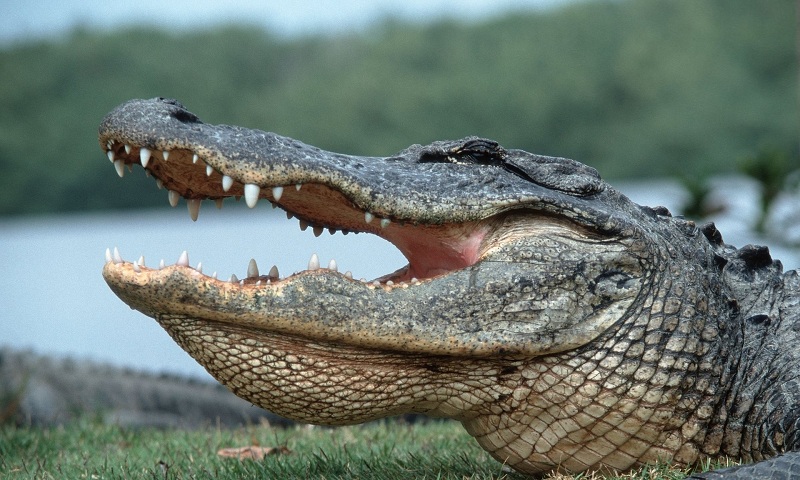 В Одессе хотят создать крокодиловую ферму - рядом с биопарком 1