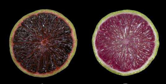 Ботаники вырастили разноцветные лаймы. Зачем-то