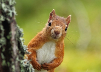 «Киевзеленстрой» ищет специалистов по разведению белок