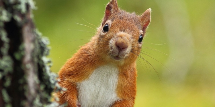 «Киевзеленстрой» ищет специалистов по разведению белок