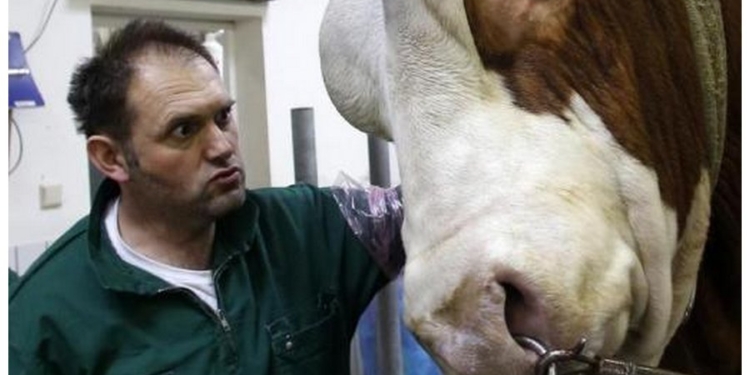 Дороже золота? Таможенники помогли украсть сперму быков на 85 миллионов