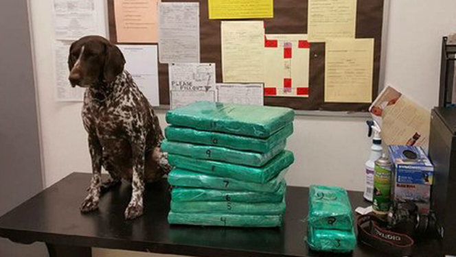 В США задержали стюардессу за контрабанду 31 кг кокаина. Она оказалась девушкой с прошлым