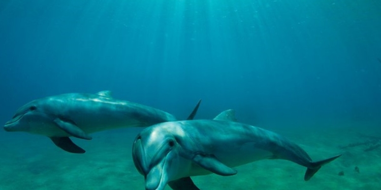 Боевые дельфины. Минобороны РФ закупает 5 афалин для базы в Севастополе