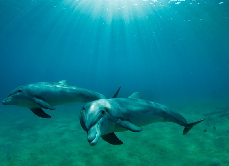 В Одессе спасают дельфинов, застрявших между волнорезами (ВИДЕО) 1