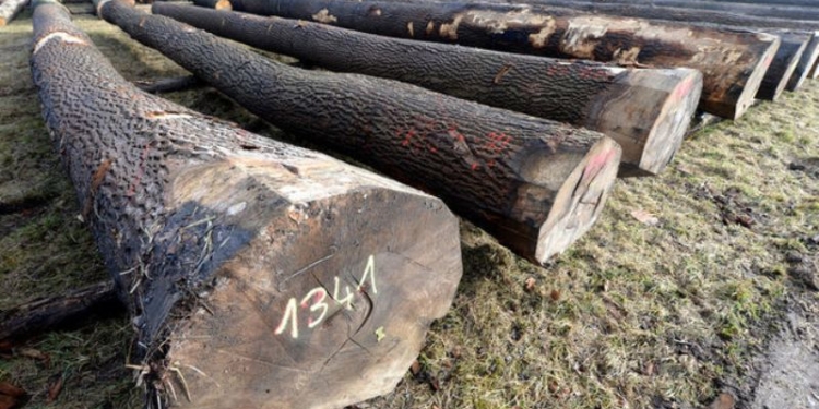 На базе Херсонсокого судностроительного завода турки хотят построить деревообрабатывающее предприятие