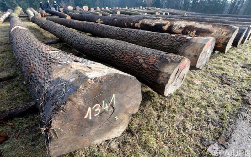 В Вознесенском районе вырубили 139 деревьев. Не елок 1