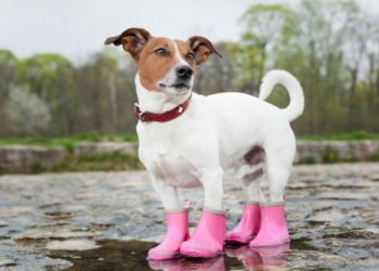 Австралия будет поставлять Украине уран для атомных электростанций