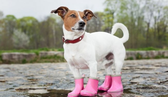 Австралия будет поставлять Украине уран для атомных электростанций