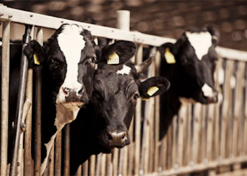 USAID открывает в Николаевской семейные молочные мини-фермы