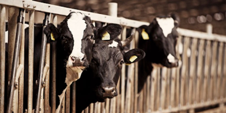 USAID открывает в Николаевской семейные молочные мини-фермы