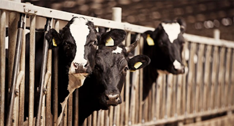 В Бельгии фермеры залили админздания молоком - в знак протеста 1