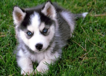 Ну, очень хотела хаски: жительница Николаева щенка не получила, а 2,5 тыс.грн. потеряла