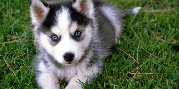 Ну, очень хотела хаски: жительница Николаева щенка не получила, а 2,5 тыс.грн. потеряла