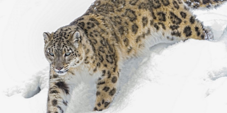 Таинственная гибель краснокнижных барсов в Казахстане. Общественники требуют расследования