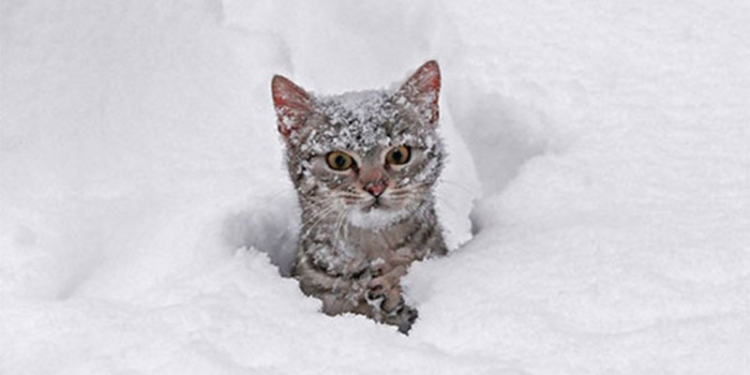 Кот выкопал тоннель из-под снежного заноса