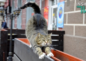 Украина попала в десятку стран, где больше всего в мире котов