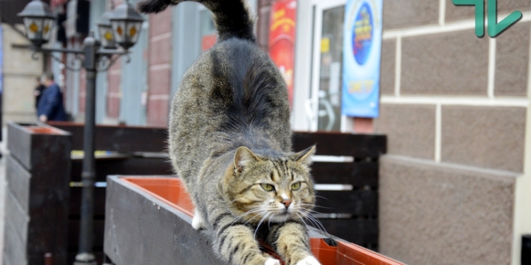 Украина попала в десятку стран, где больше всего в мире котов