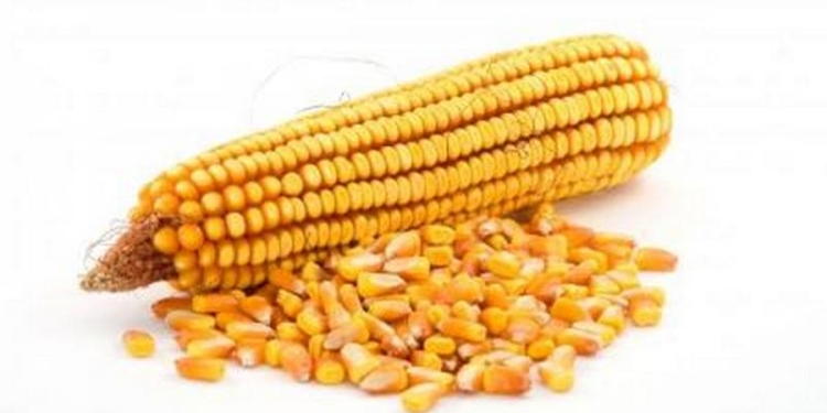 В Николаевской области налоговая милиция изъяла на 2 млн. гривен кукурузы