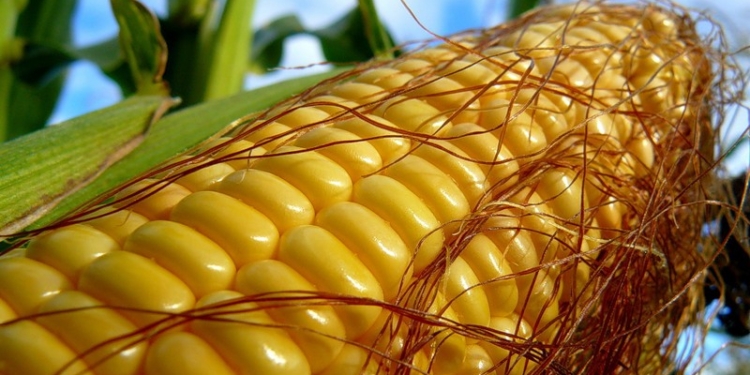 Рубеж-2016: фискалы не пустили за границу 560 тонн кукурузы