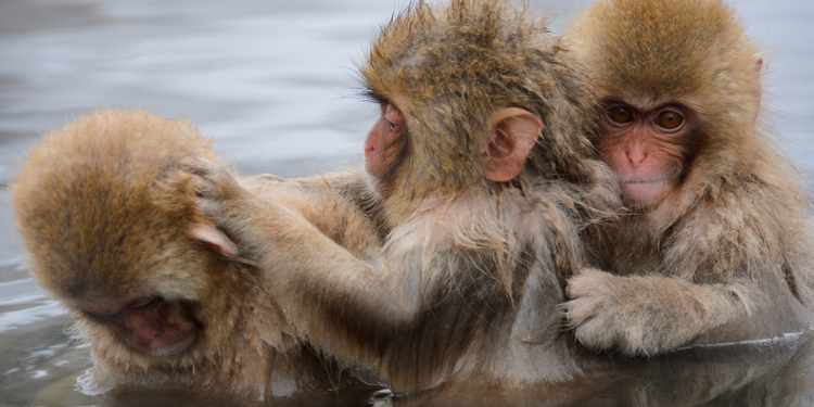 Биологическое оружие. Минобороны РФ купит пять самцов макак – для опытов