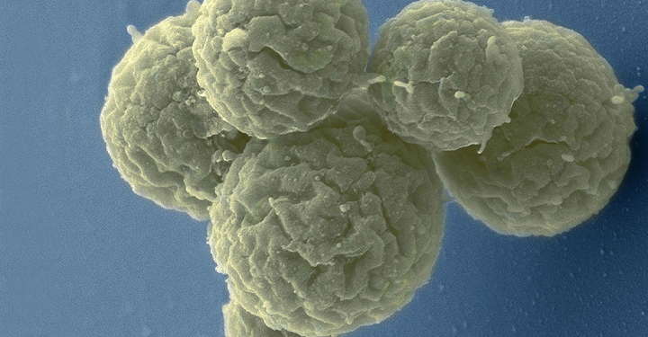 Создано первое «искусственное» живое существо